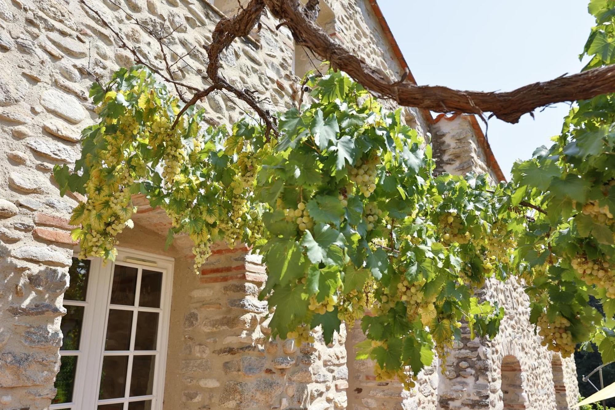 Hotel Le Mas Trilles Céret Εξωτερικό φωτογραφία